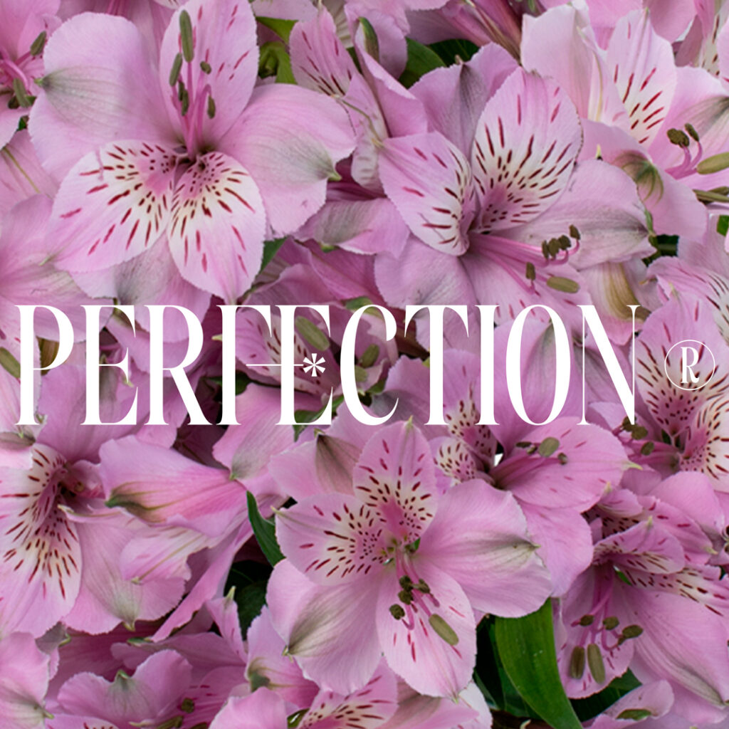 Alstroemeria Perfection