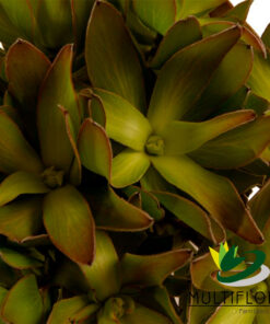 Leucadendron