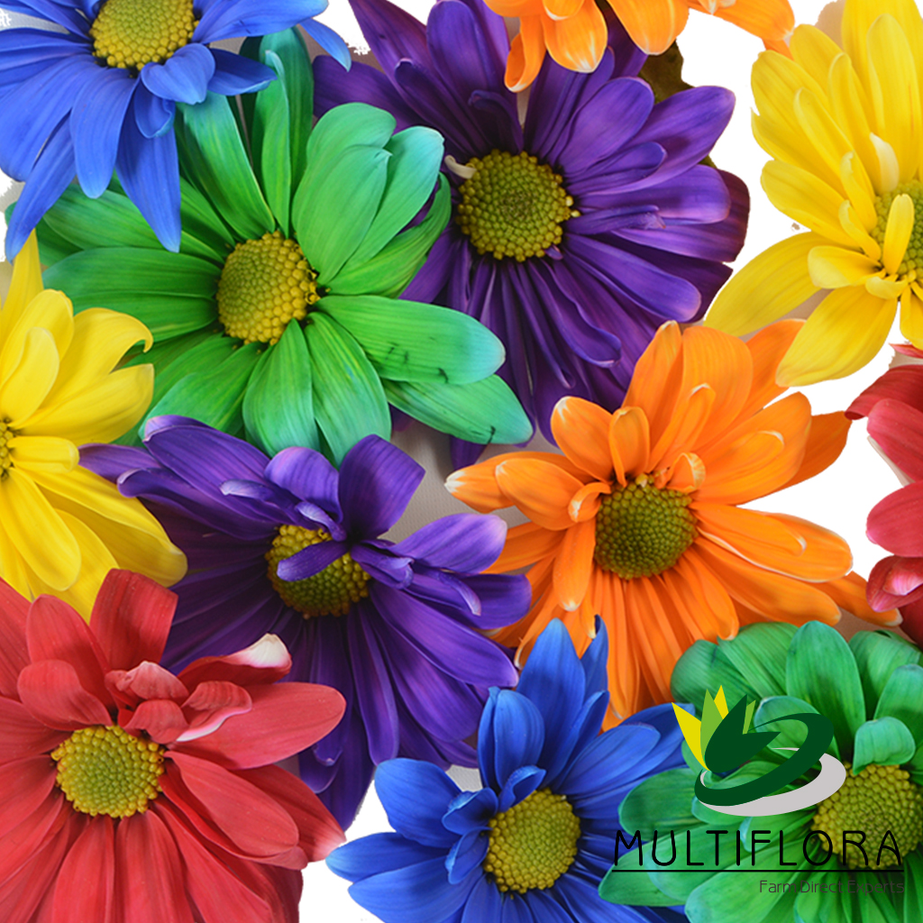 Painted | Dyed Flowers