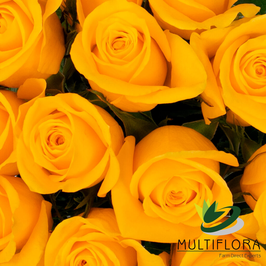 Roses