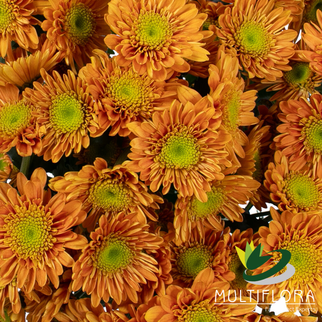 Novelty Poms