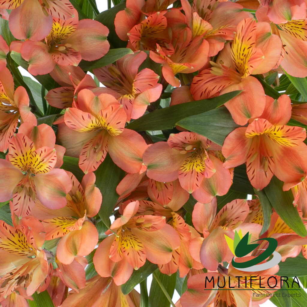 Alstroemeria