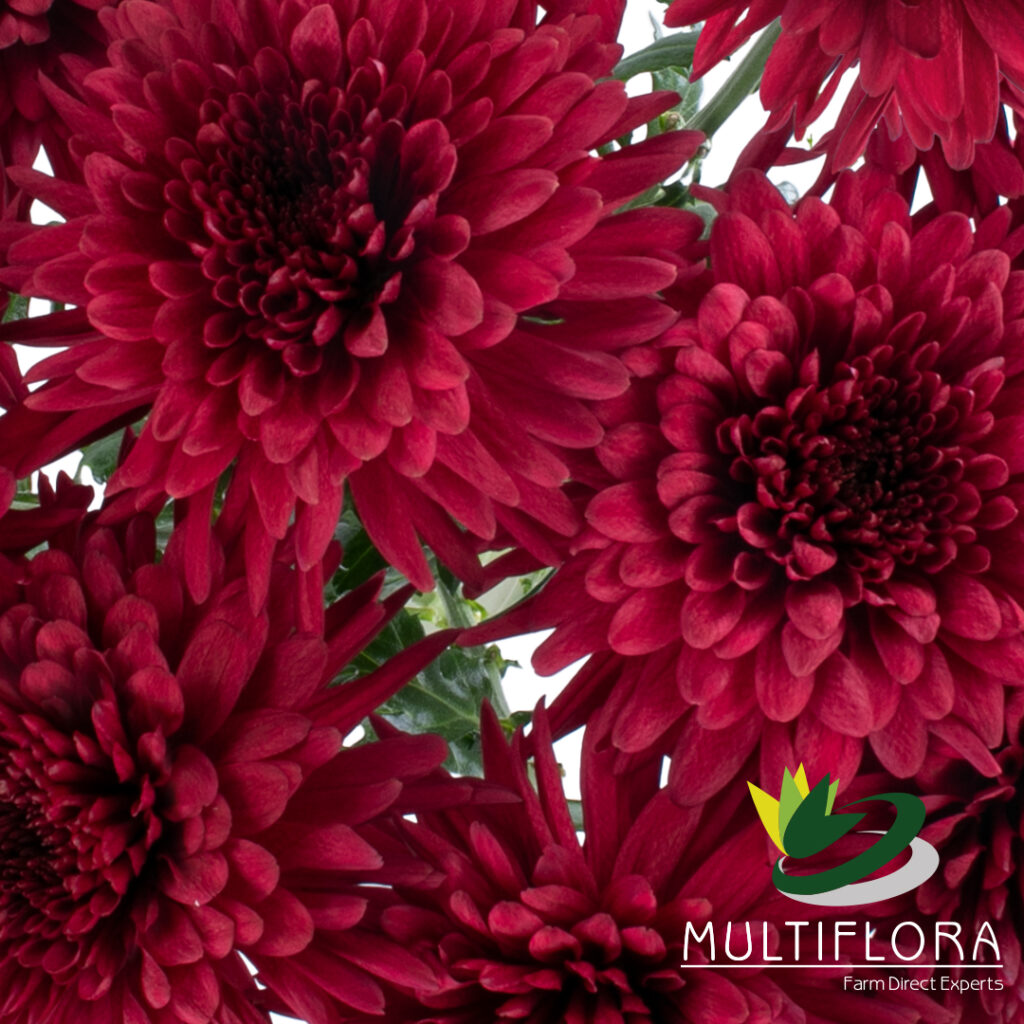 Mums & Cremones