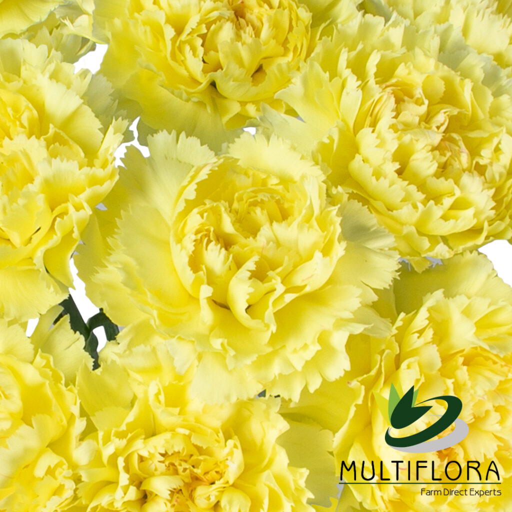 Carnations